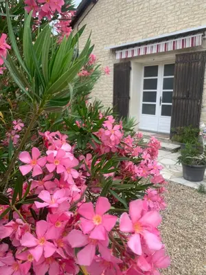 Jardin de l'établissement Gite VILLENEUVE LA COMTESSE