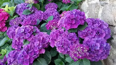 Jardin de l'établissement Escale Gâtine