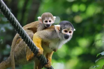 Animaux dans la maison de vacances ou à proximité