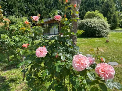 Jardin de l'établissement Balichéri