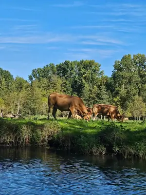 Animaux dans l'appartement ou à proximité