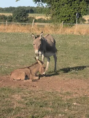 Animaux dans la maison de vacances ou à proximité