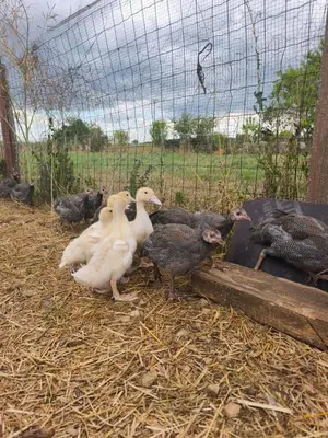 Animaux dans la maison de vacances ou à proximité