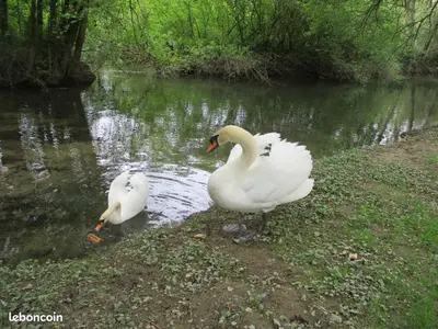 Animaux dans la maison de vacances ou à proximité