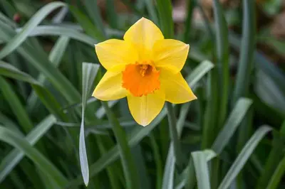 Plan de l'établissement Les Jonquilles