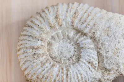 Plan de l'établissement Petite maison CHATELNANON à 250 mètres de la mer
