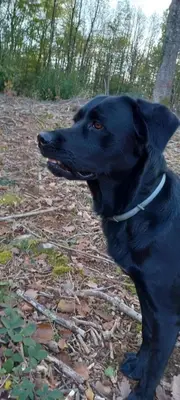 Animal ou animaux domestique(s) séjournant avec des clients dans l'établissement Gite de la butte bis