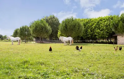 Animaux dans la maison de vacances ou à proximité