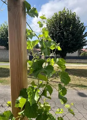 Jardin de l'établissement Tente Cloche de Vigne - Glamping on a Vineyard