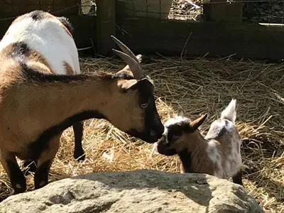 Animaux dans le camping ou à proximité