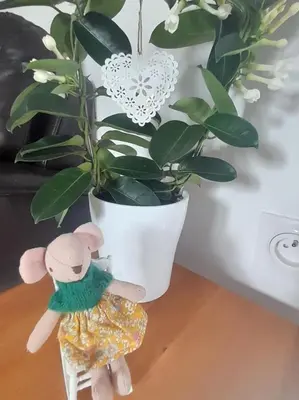 Plan de l'établissement Gites aux Coeurs Joyeux! La Souris Verte