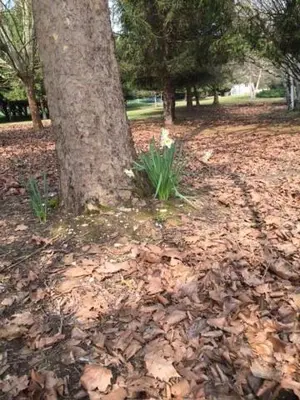 Jardin de l'établissement Les Pierrottes