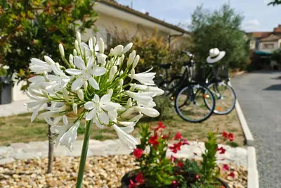 Vélo sur le terrain de l'établissement Logis Hôtel L'Oliveraie ou dans les environs