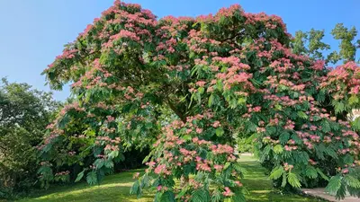 Jardin de l'établissement Au Clos Des Templiers