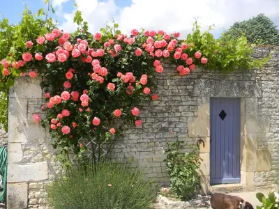 Jardin de l'établissement Le Logis d'ANTIGNY