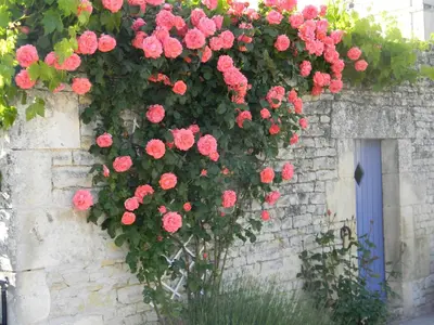 Jardin de l'établissement Le Logis d'ANTIGNY