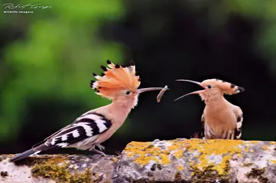 Animaux dans la maison de vacances ou à proximité