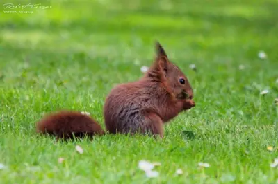 Animaux dans la maison de vacances ou à proximité