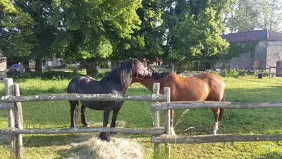 Animaux dans le B&B/chambre d'hôtes ou à proximité
