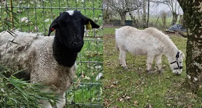 Animaux dans le B&B/chambre d'hôtes ou à proximité