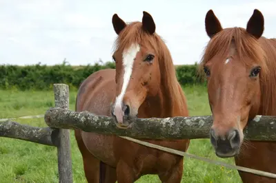 Animaux dans le B&B/chambre d'hôtes ou à proximité