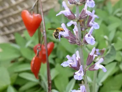 Jardin de l'établissement La Maison Rouge