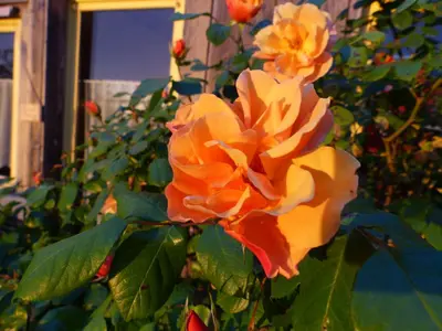 Jardin de l'établissement La Maison Rouge