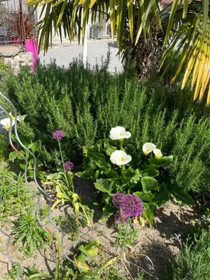 Jardin de l'établissement Maison Hirondelles Hôtes