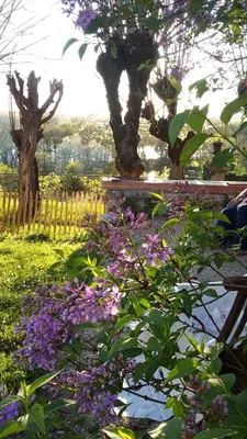 Jardin de l'établissement HDC la maison des AMIS