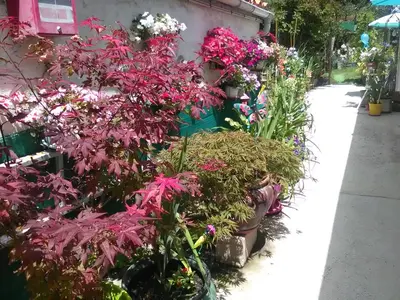 Jardin de l'établissement Le Parisien