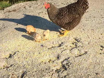 Animaux dans le B&B/chambre d'hôtes ou à proximité