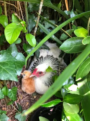 Animaux dans la maison d'hôtes ou à proximité