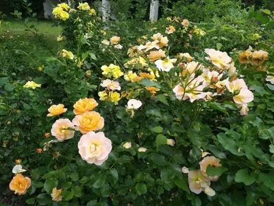 Jardin de l'établissement Le Logis de Vallans