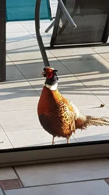 Animaux dans la maison de vacances ou à proximité