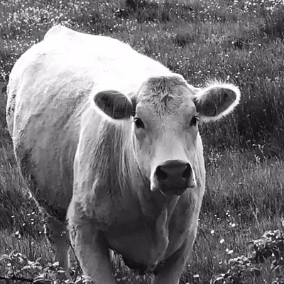 Animaux dans le B&B/chambre d'hôtes ou à proximité