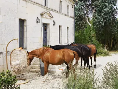 Animaux dans la maison d'hôtes ou à proximité