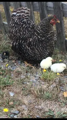 Animaux dans la maison de vacances ou à proximité