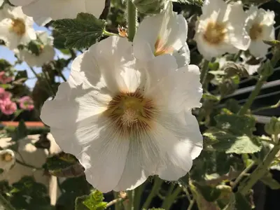 Jardin de l'établissement Les Trémières