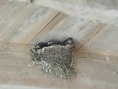 Plan de l'établissement Les Cygnes Noirs