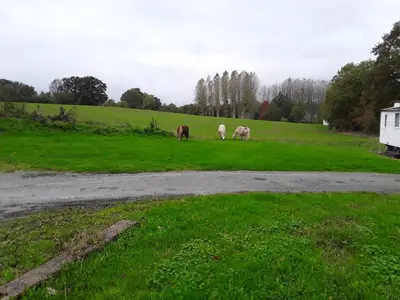 Animaux dans le camping ou à proximité