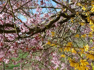Jardin de l'établissement Chambres d'hôtes La Charrière
