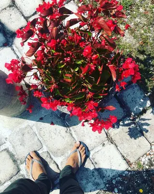 Jardin de l'établissement Studio du Cherche Midi