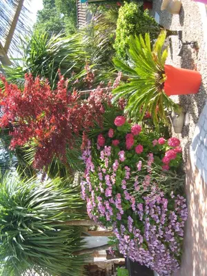 Jardin de l'établissement La Roseraie