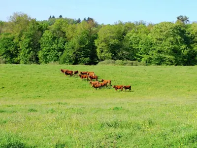 Animaux dans la maison de vacances ou à proximité