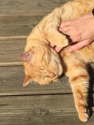 Animal ou animaux domestique(s) séjournant avec des clients dans l'établissement Maison de centre-ville