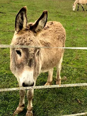Animaux dans le B&B/chambre d'hôtes ou à proximité