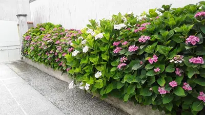Jardin de l'établissement au paradis des hotes