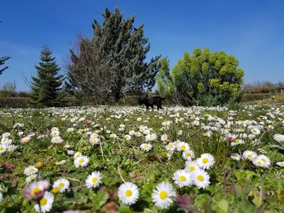 Jardin de l'établissement Domaine de Pelouaille - chambre d'hôtes