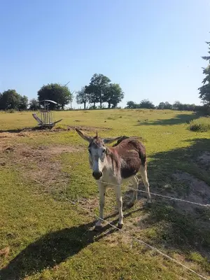 Animaux dans le camping ou à proximité