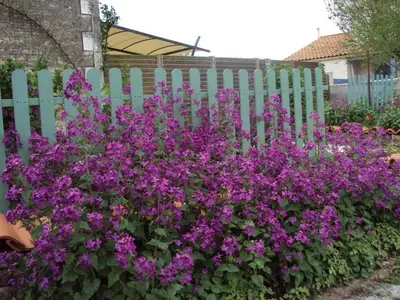 Jardin de l'établissement Maison rénovée avec jardin, SPA, vélos près des commerces - Animaux acceptés - FR-1-426-291